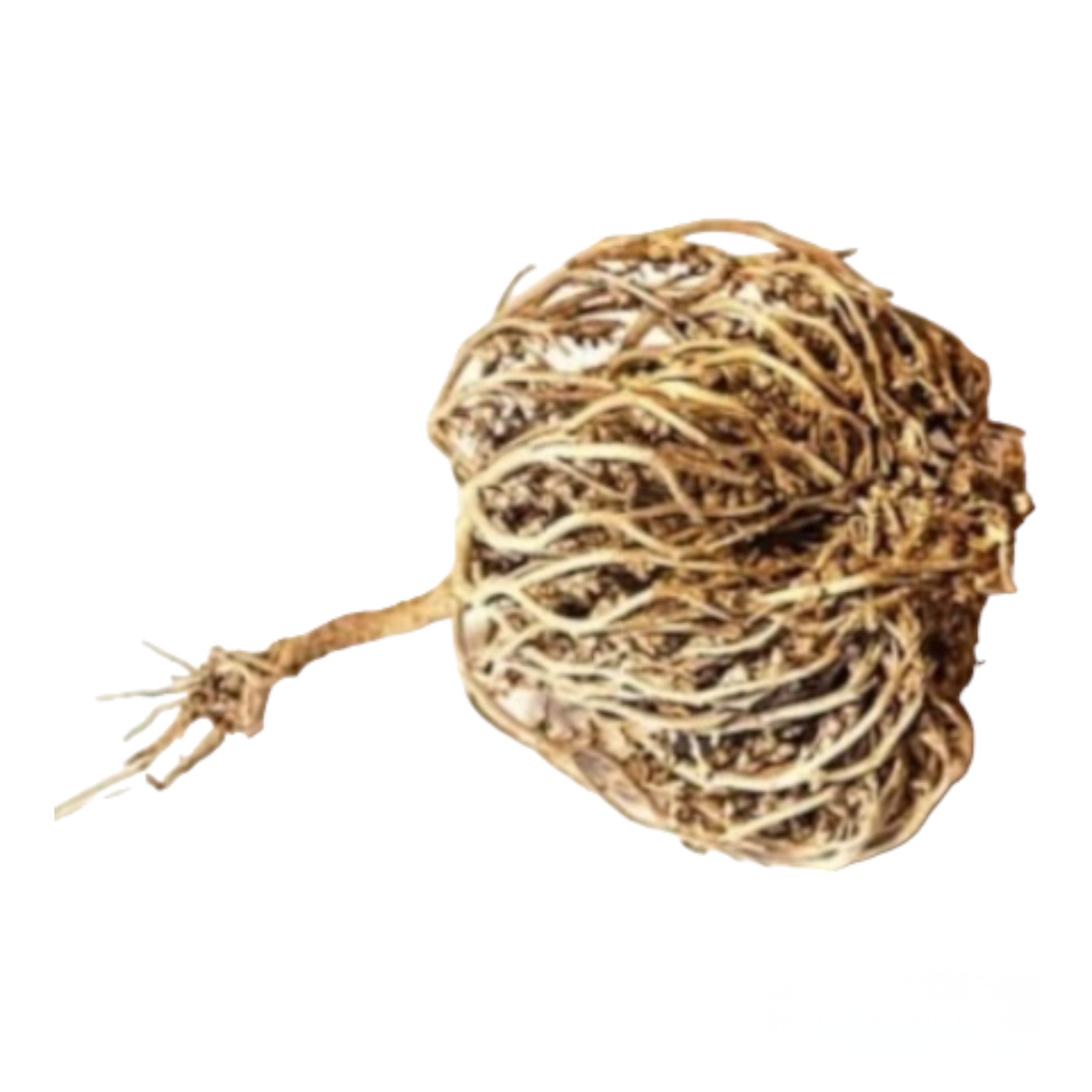 Rose of Jericho: Rejuvenate Your Home with Growth & Inspiration