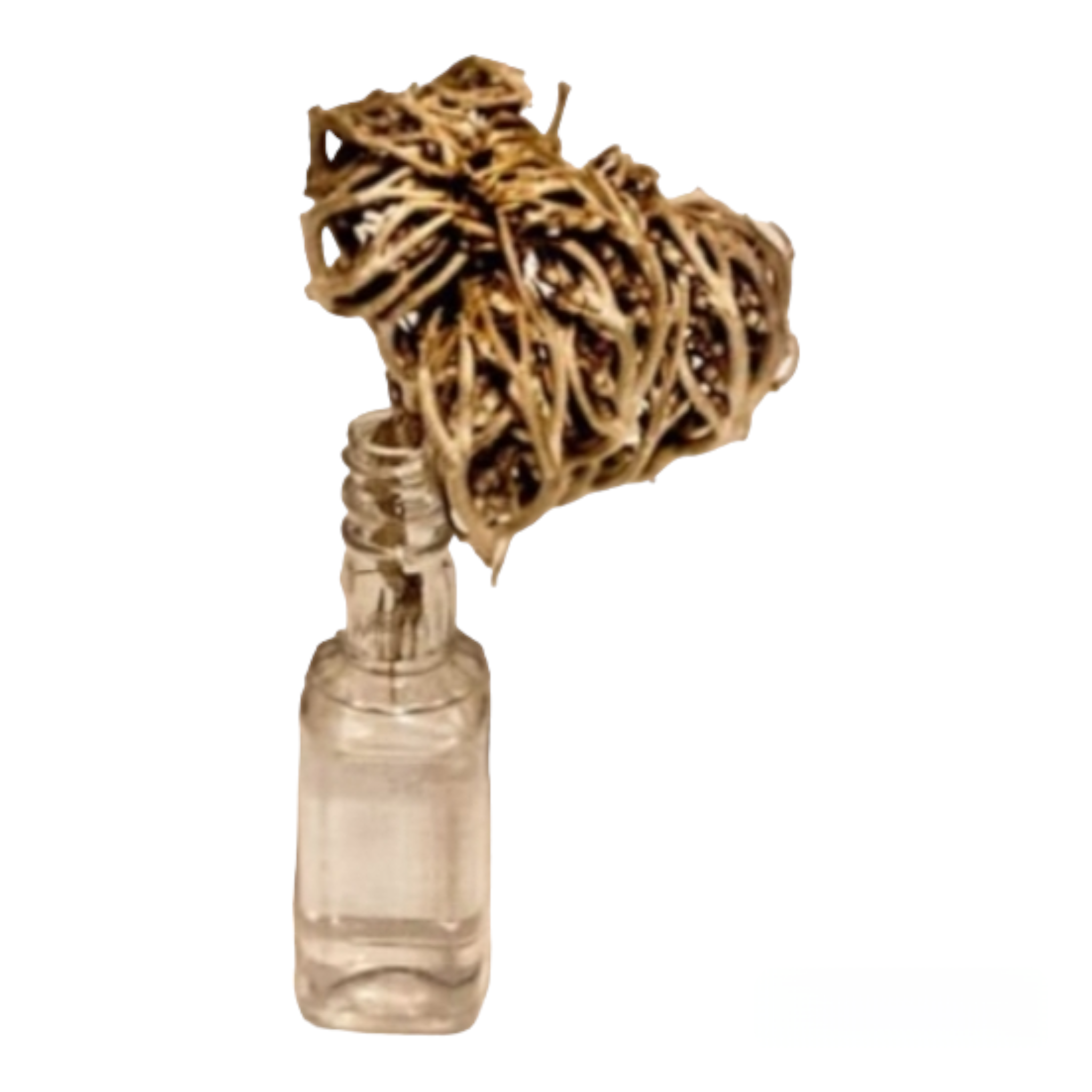 Rose of Jericho: Rejuvenate Your Home with Growth & Inspiration