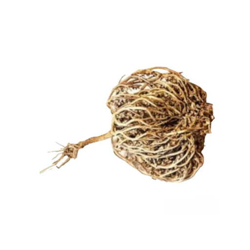 Rose of Jericho: Rejuvenate Your Home with Growth & Inspiration